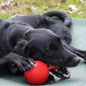 Mini Tug n Toss Interactive Dog Toy, 4
